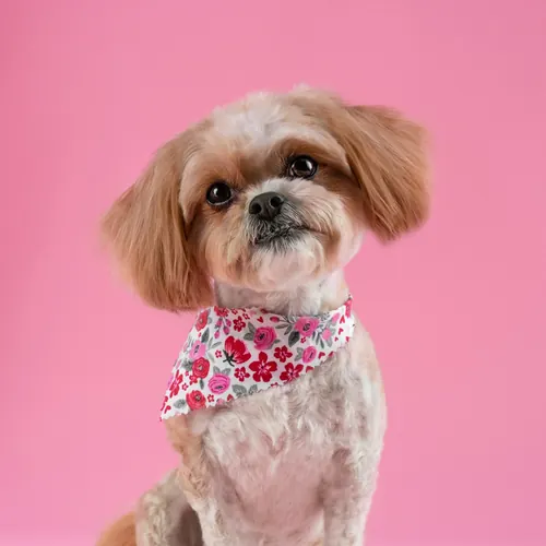 A small groomed dog wearing a floral bandana
