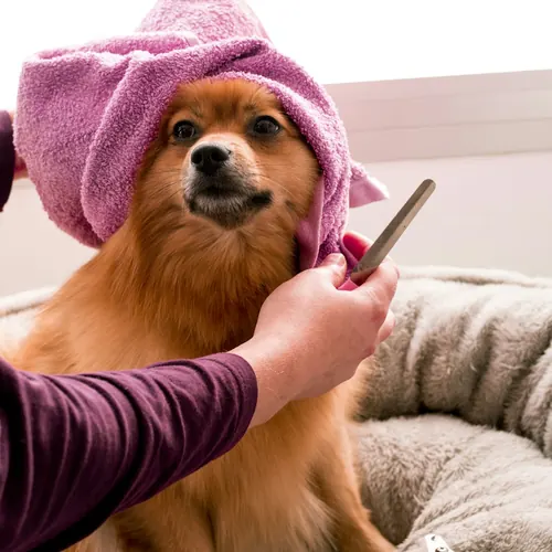 A Pomeranian in a pink towel having its coat combed