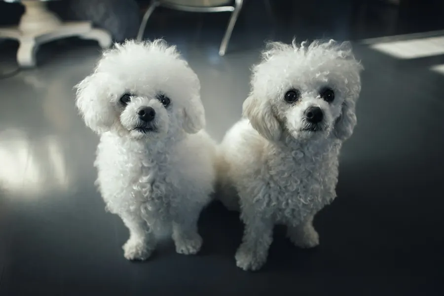 Two freshly groomed white poodles sitting side by side