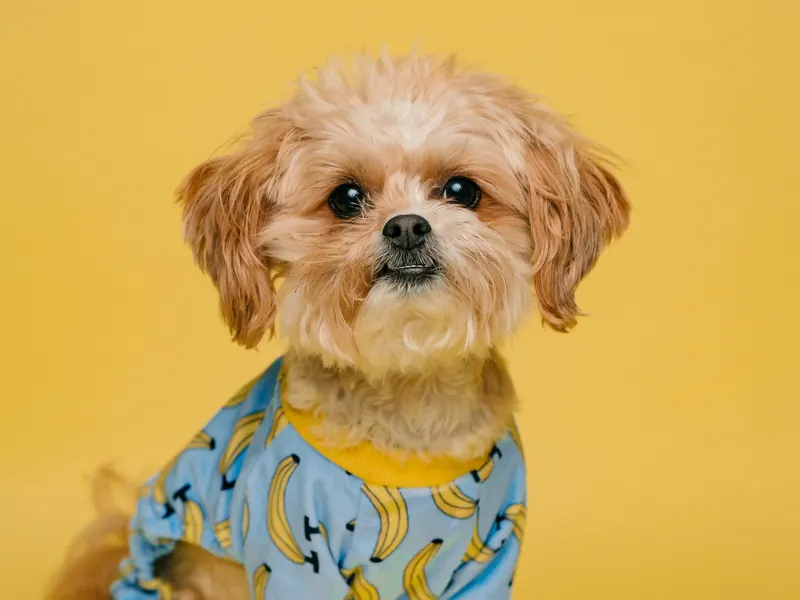 A small dog in banana-print pyjamas on a yellow background