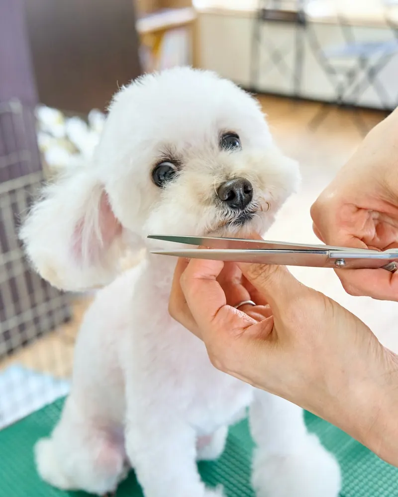 A groomer trimming a white dog's face with scissors
