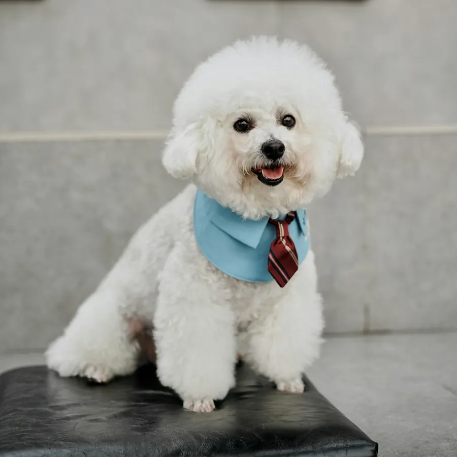 A fluffy white bichon wearing a blue collar and tie