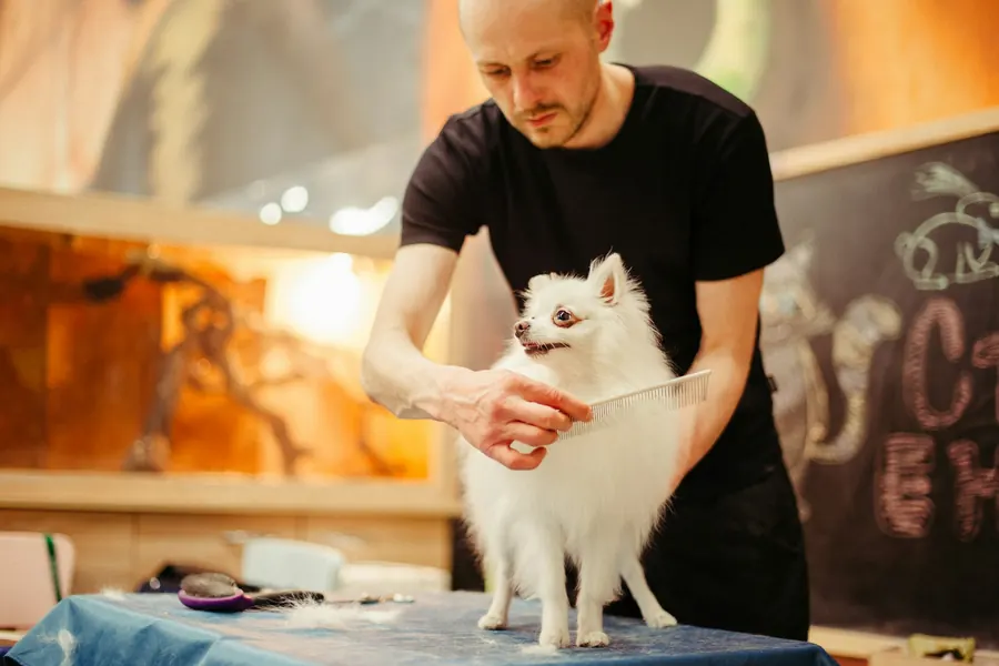 A groomer brushing a white Pomeranian on a table